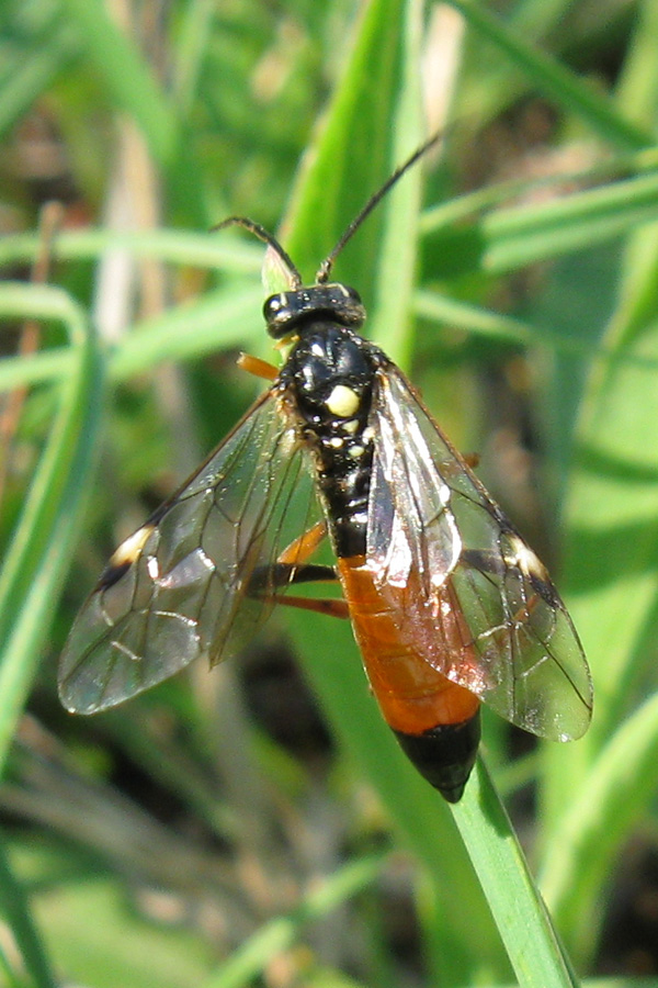 Tenthredinidae ... ma quale?